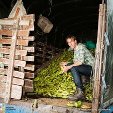 Prieš maisto švaistymą kovojantis Tristramas Stiuartas Kolumbijoje apžiūrinėja bananus, kurie netinka Europos rinkai, nes yra per trumpi, per ilgi arba pernelyg riesti. Dalį jų suvartoja vietos gyventojai, bet augintojai vis tiek kasmet išmeta milijonus tonų valgyti tinkamų vaisių.